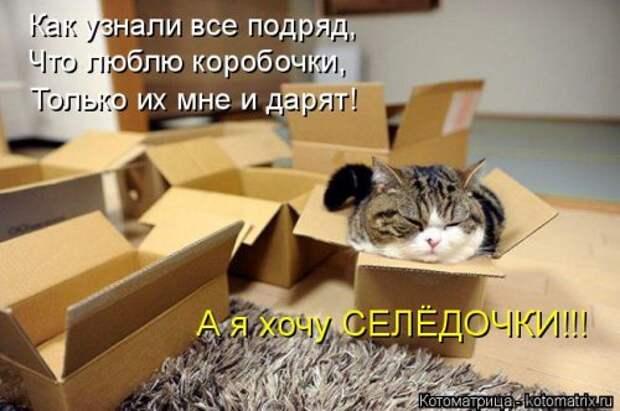 Свежая котоматрица (36 фото)