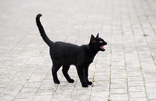 Черная кошка.