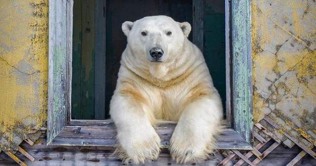 Отчаянный фотограф снял белых медведей, хранителей заброшенной полярной станции
