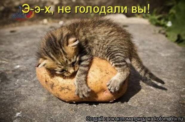 Котоматрица 26