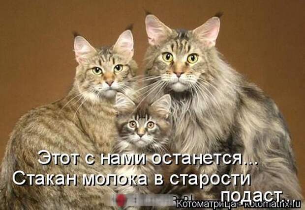 Лучшие котоматрицы недели