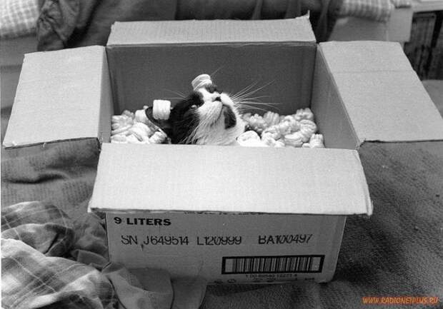 Коты в коробках, сумках, банках и прочих емкостях