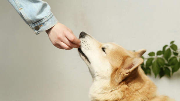 Фото Maksim Goncharenok/Pexels