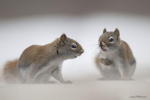 Фотография забавная жизнь белок Andre Villeneuve Фотография забавная жизнь белок Andre Villeneuve