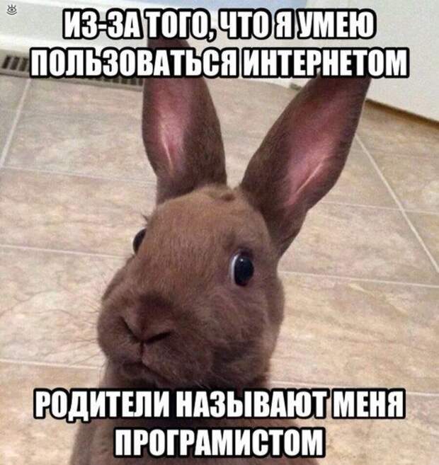 Курьёзы с разных концов света 28