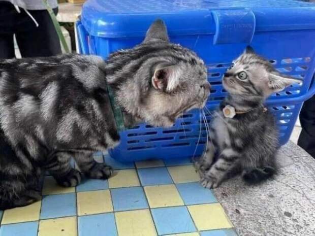 Смешные животные
