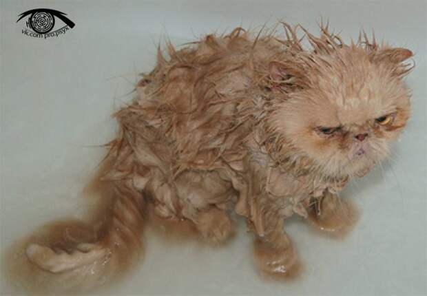 Их месть не за горами