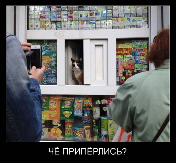 Демотиваторы демотиваторы, прикол, смех, юмор