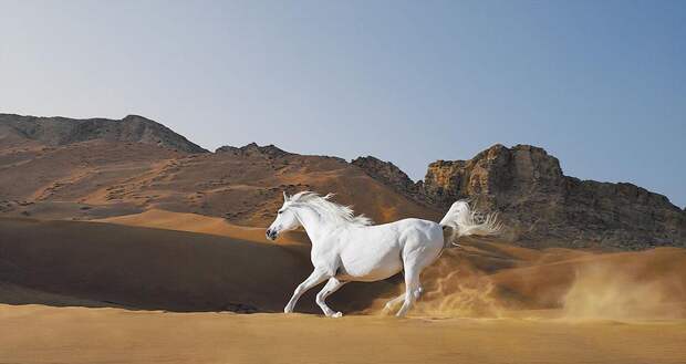 Horsei 4 Грация прекрасных лошадей в фотопроекте Equus