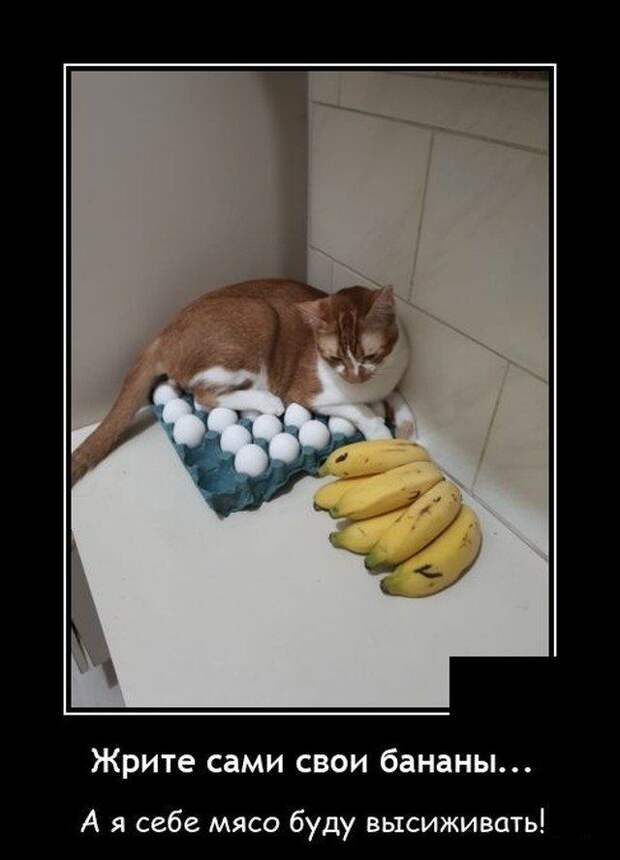 demotivatory-demotivator-smeshnye-demotivatory-demotivator-so-smyslom