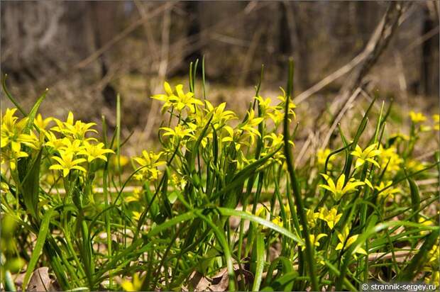 Цветы подснежники весной в лесу - гусиный лук