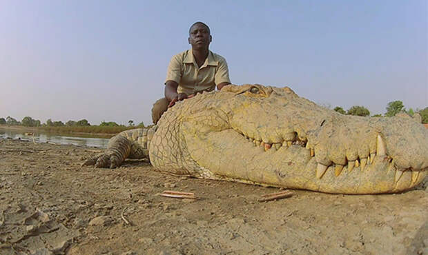 Священные крокодилы из Буркина-Фасо плавают рядом с детьми