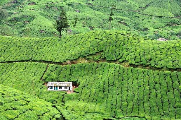 Оригинальный отель гармонично вписался в ландшафт чайной плантации (Муннар, Индия).