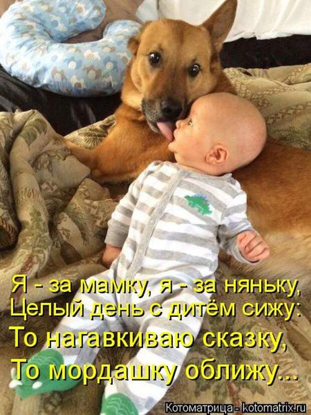 Котоматрицы (картинки с надписями)