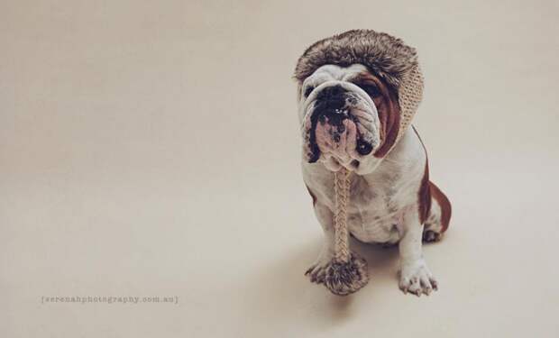 Классные фотографии собак от фотографа Serenah