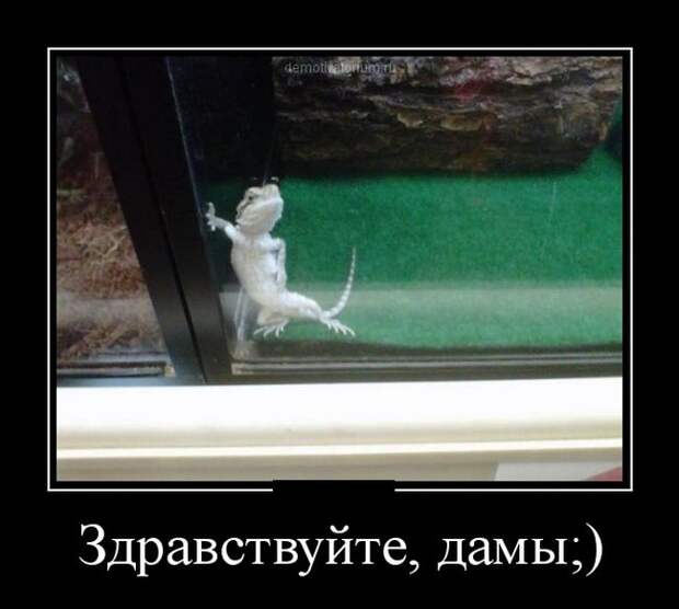 Демотиваторы (30 фото)