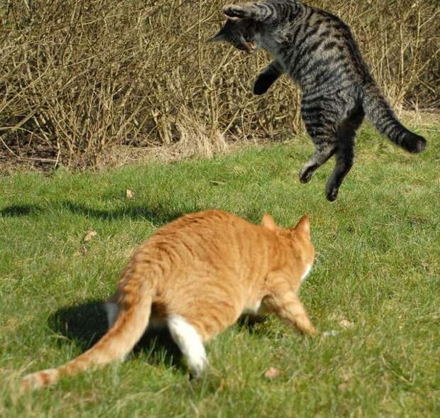 cat_flying_fight_05