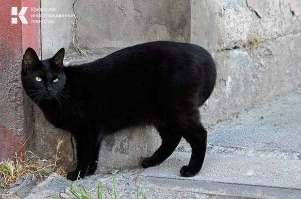 В Феодосии МЧС сняли с дерева девушку, которая хотела спасти кота