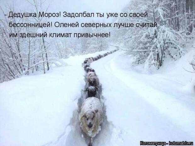 Лучшие котоматрицы недели