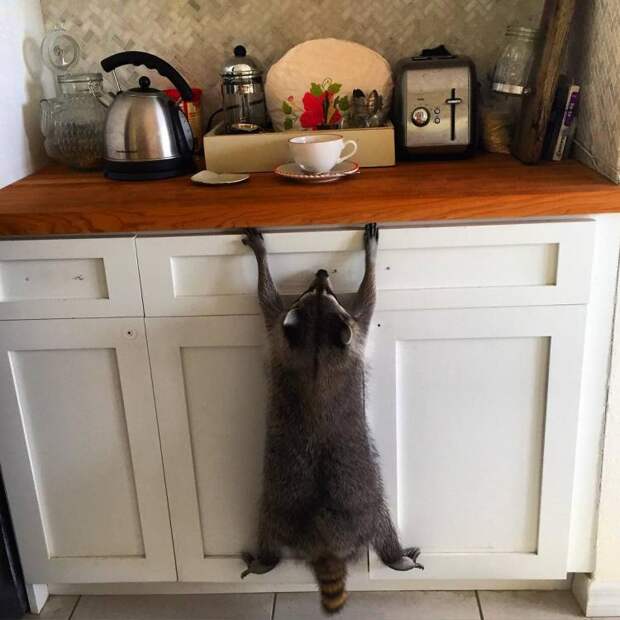 rescued-raccoon-pumpkin-laura-young-31