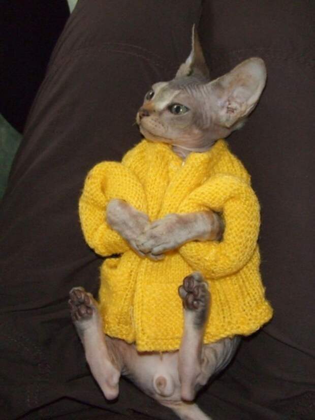 А где штаны? А где штаны? кардиган, кот