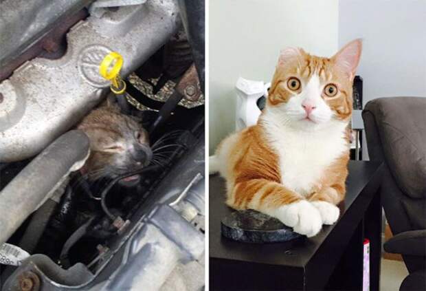Подборка фотографий спасенных кошек Подборка фотографий спасенных кошек животные, коты