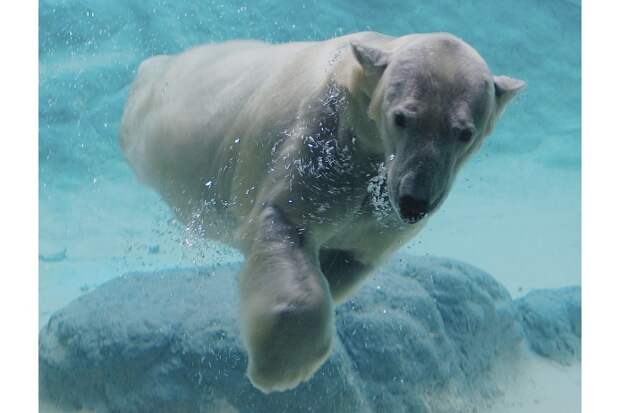 Белые медведи — отличные пловцы и ныряльщики. Густая, плотная шерсть и подкожный жир толщиной до десяти сантиметров защищают хищника от переохлаждения в ледяной воде