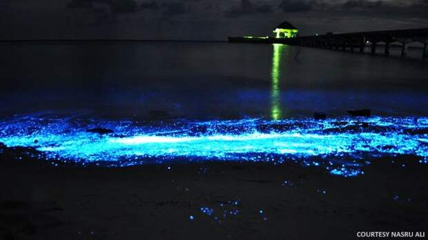 светящийся пляж на мальдивах фитопланктон (6)