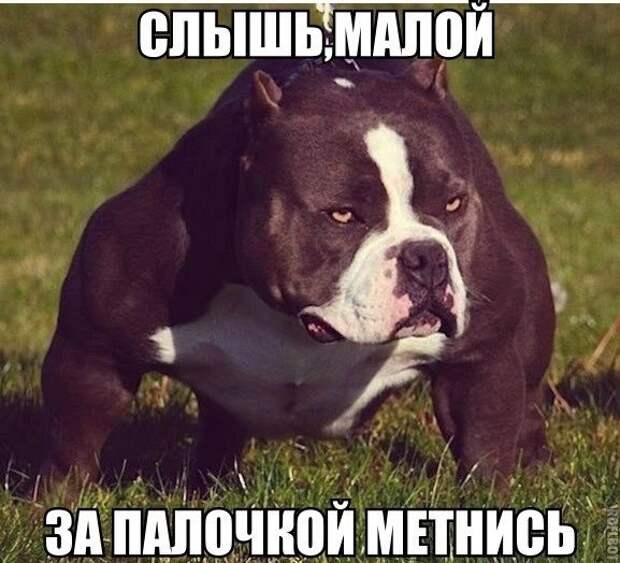 Смешные картинки с подписями картинки, прикол, юмор