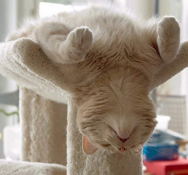 Немного спящих котов коты, милота, сон