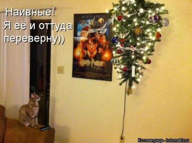 Котоматрицы на Новый год