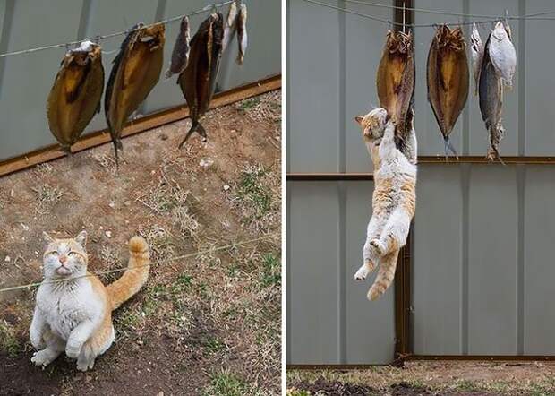 ниндзя кот