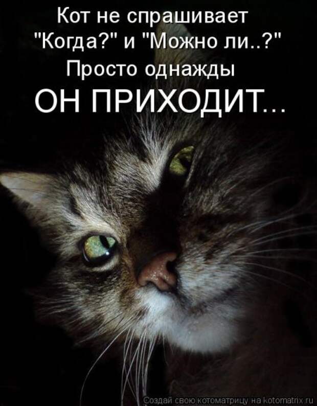 Она приходит... котЭматрикс!