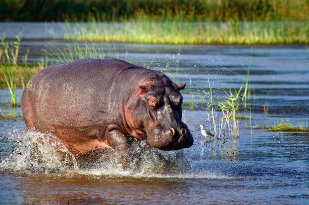 South Africa Hippos