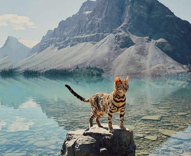 Бенгальская кошка путешествует по самым красивым местам Канады