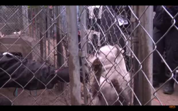 This Dog Has a Narrow Save and Shows Why Puppy Mills Are Bad