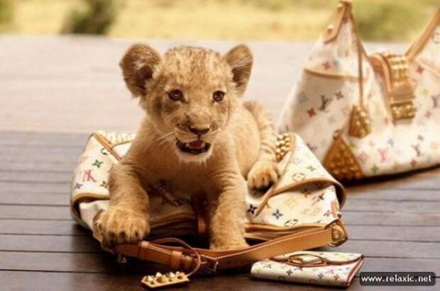 funny_animals_010