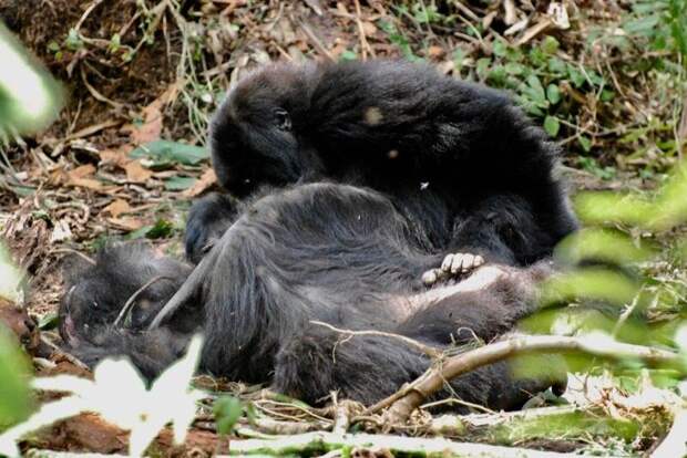 Доказано, что гориллы собираются вокруг мертвых сородичей и ухаживают за их телами