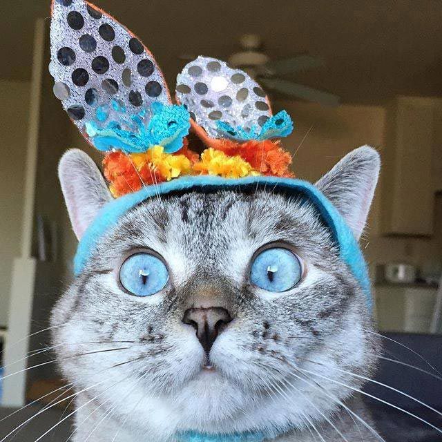 nala cat, кошка Нала, самая популярная кошка инстаграма 