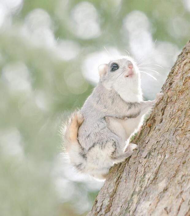 Hokkaido  cute animals, Хоккайдо милые животные