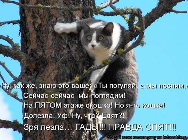 Лучшие котоматрицы недели