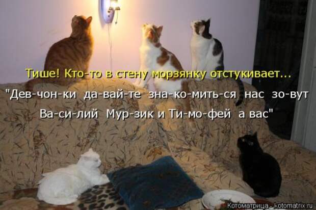 Новая котоматрица на Бугаге (31 фото)