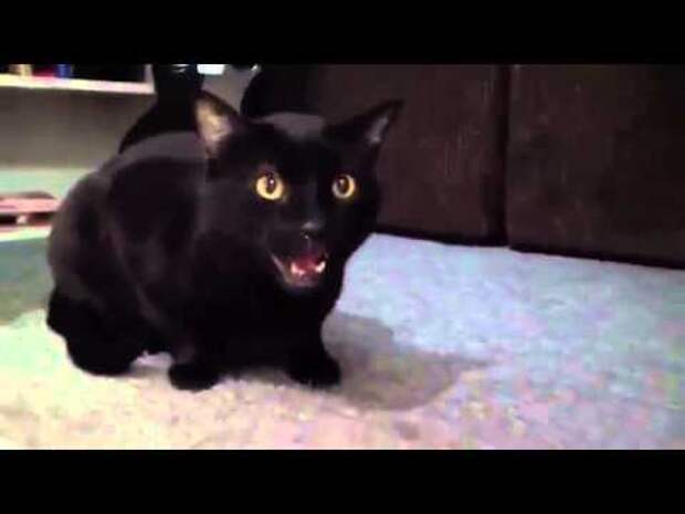 Дьявольский кот издает жуткие звуки