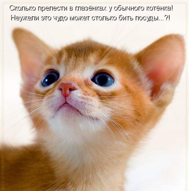 Котоматрица 12