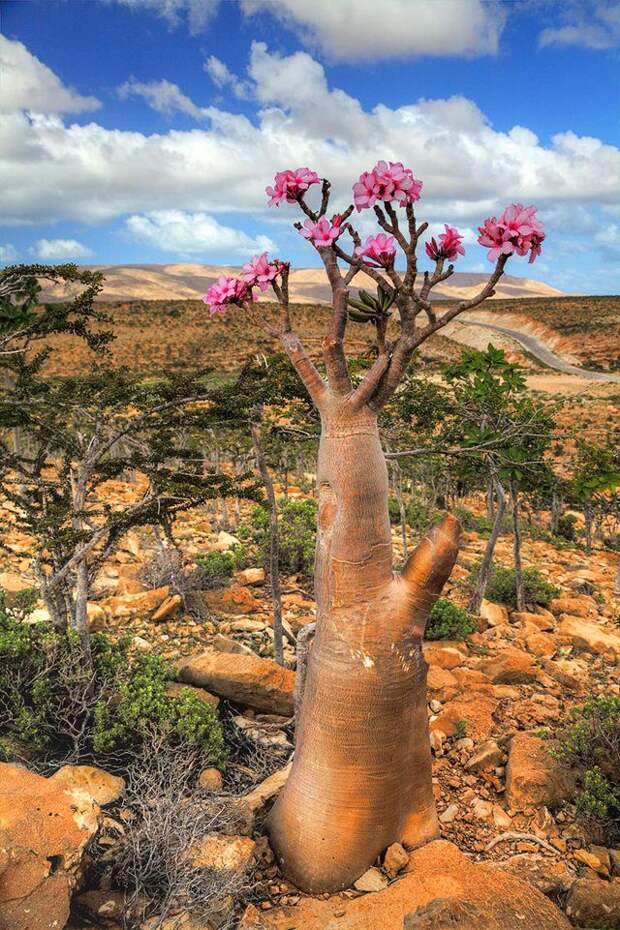 Удивительный остров Сокотра Socotra14 Удивительный остров Сокотра