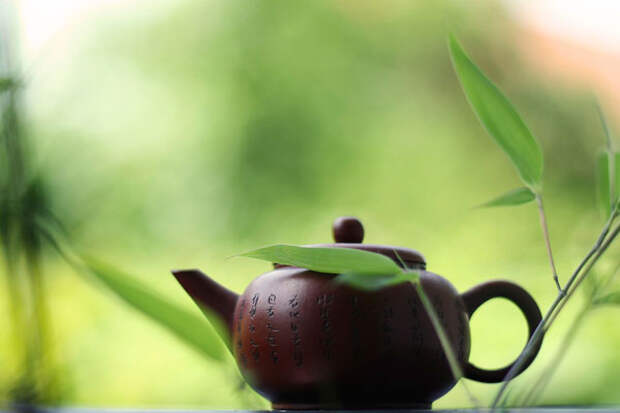 Как вырастить чай дома. Пошаговая инструкция
