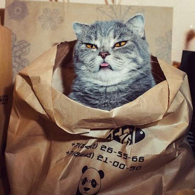 Коты и кошки, много позитива.