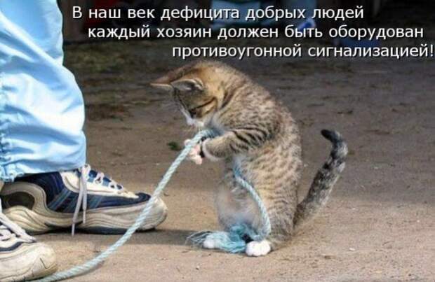 Кошачий фотопост! Кошачий фотопост! коты, юмор
