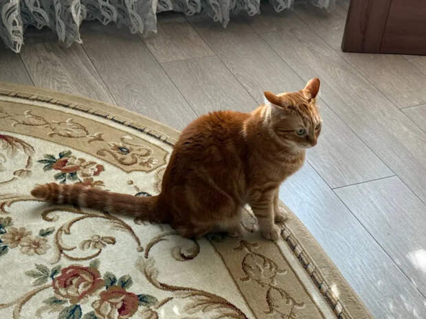 Одни не выживут: 6 кошачьих пород, которые выберут вас своим божеством — идеал для пенсионеров