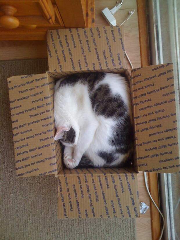 Забавные Животные